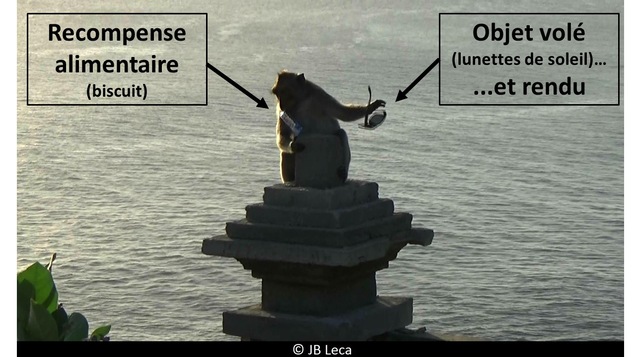 Un singe de Bali a volé des lunettes en échange d'un biscuit.