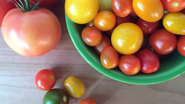 La production mondiale de tomates se chiffre à plus de 100 millions de tonnes par année.