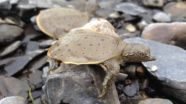 Une tortue-molle à épines