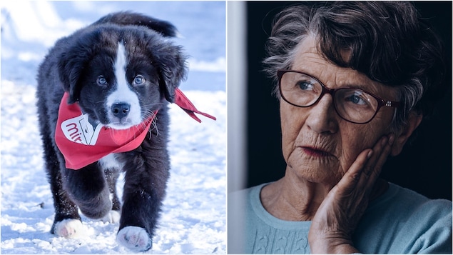 Un chien et une femme qui réfléchit.