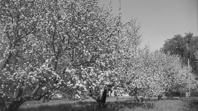 Photo en noir et blanc d'arbres en fleurs dans un champ