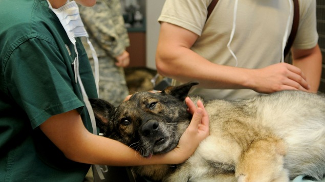 Le chien est sur le côté avec une perfusion dans la patte avant droite.