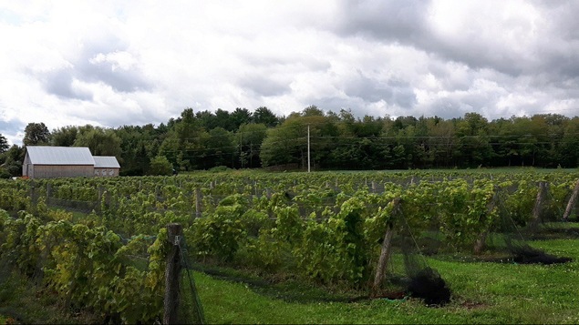 Plusieurs vignes de raisins
