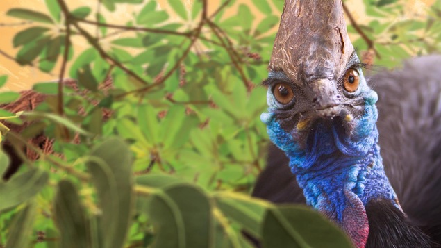 Un oiseau dans une forêt.