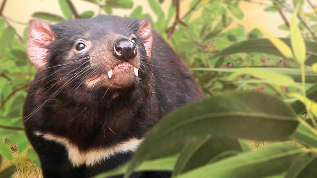 Un petit animal noir entre des feuilles.