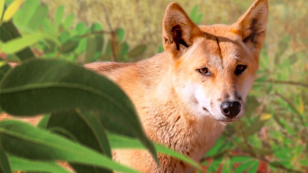 Un animal ressemblant à un chien dans un champ avec des feuilles.