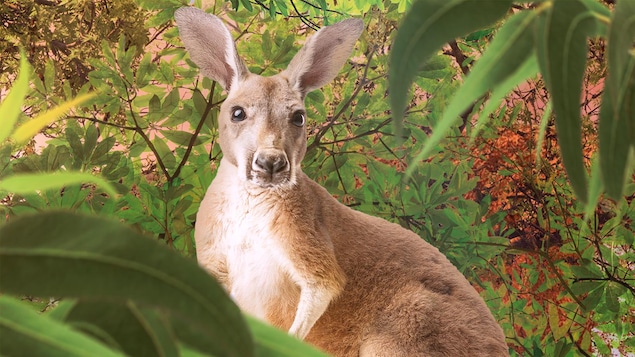 Un kangourou dans la foret.