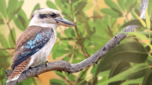Un oiseau sur une branche dans une forêt.