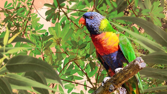 Un oiseau multicolore sur une branche dans la forêt.