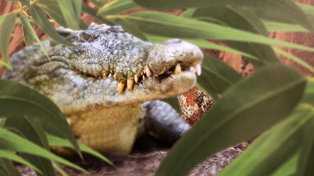 Un crocodile sur une roche et entre des feuilles.