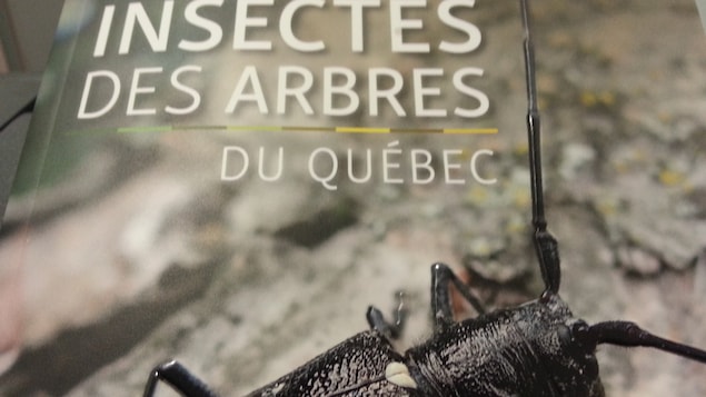 Livre des Insectes des Arbres du Québec