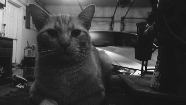 Une photo d'un chat dans un garage