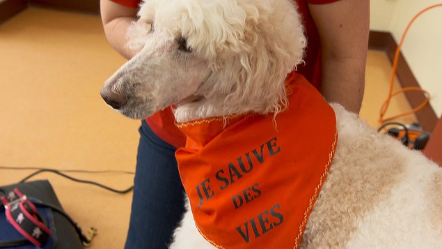 Un chien avec un foulard sur lequel est inscrit : « Je sauve des vies ».