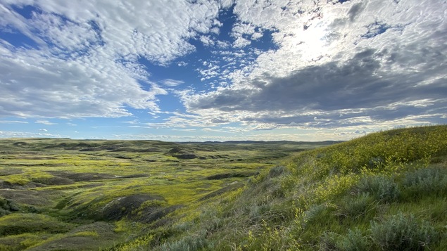 Ciel, prairie et fleurs jaune