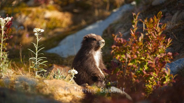 Une marmotte dans la nature.