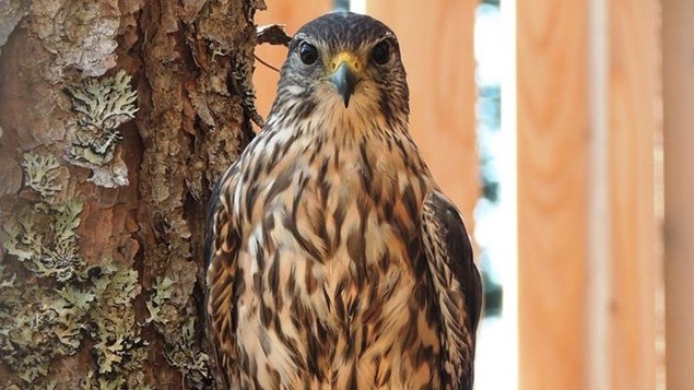 Une femelle faucon à la poitrine rayée pose devant la caméra.