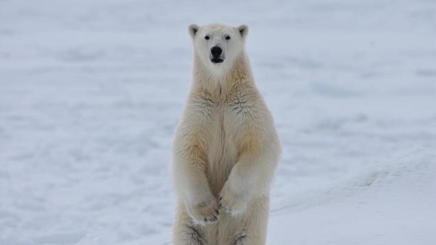Un ours polaire se tient sur deux pattes.