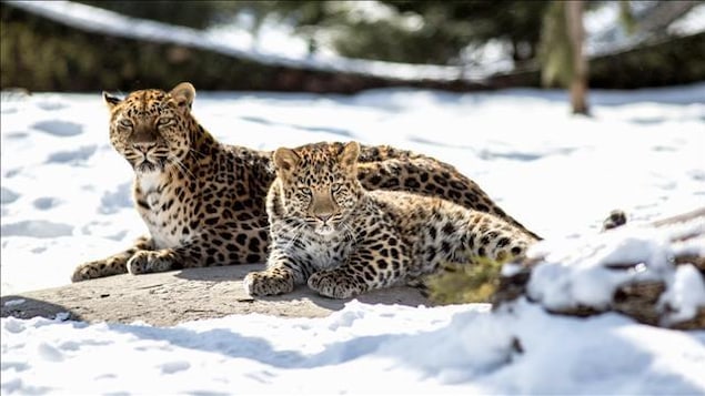 Deux léopards couchés dans la neige 