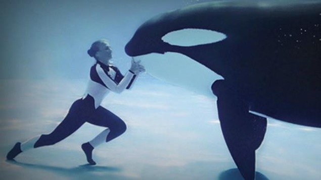 Une plongeuse avec une orque dans l'eau. Une plongeuse avec une orque dans l'eau.