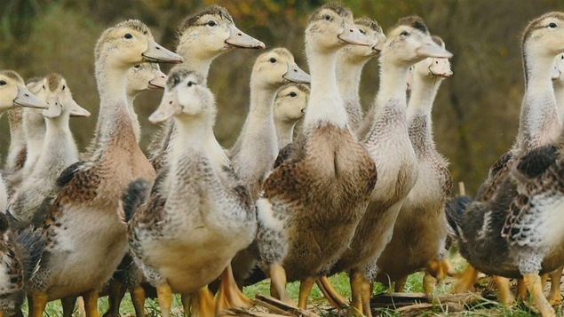 Ils marchent dans l'herbe