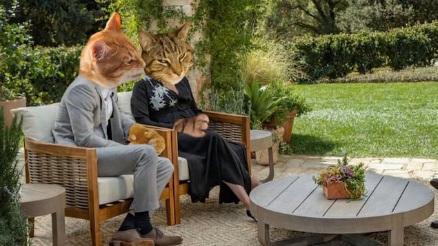 Deux chats en entrevue avec Oprah Winfrey.