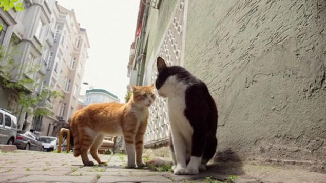 Un chat roux et un chat noir et blanc dans une rue pavée. Un chat roux et un chat noir et blanc dans une rue pavée.