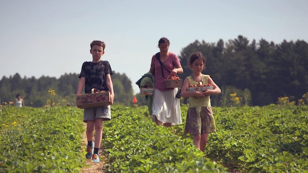 Deux enfants et une femme marchent dans un champ en transportant des paniers de fraises. Deux enfants et une femme marchent dans un champ en transportant des paniers de fraises.
