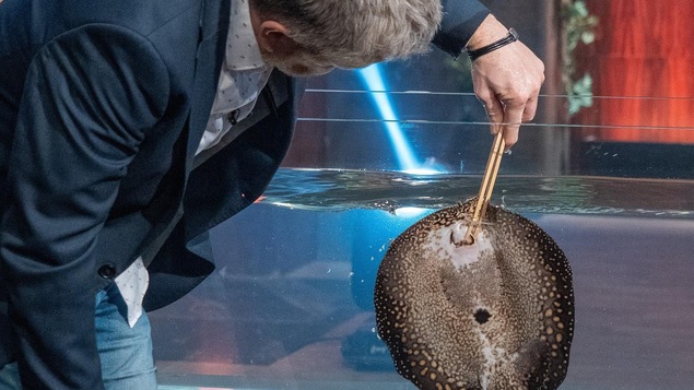 André Robitaille tient une pince pour nourrir une raie dans son aquarium.