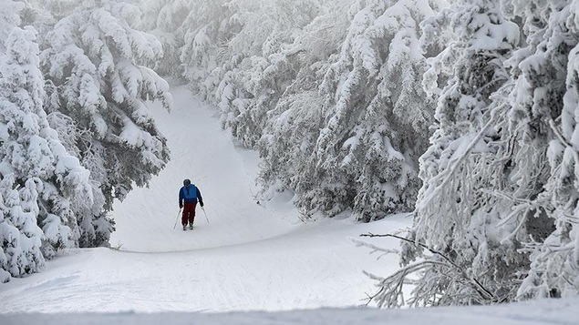 Un skieur seul sur une piste enneigée bordée d'arbres.