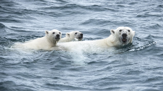 Les oursons suivent l'ours polaire. Les oursons suivent l'ours polaire.