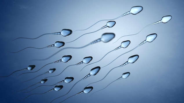 Plusieurs spermatozoïdes sur fond bleu.