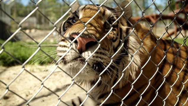 Une tigre est captif derrière une clôture.
