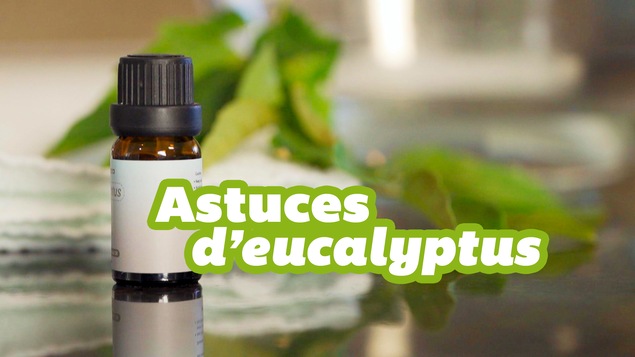 btv-eucalyptus-huile-routine-astuces.png