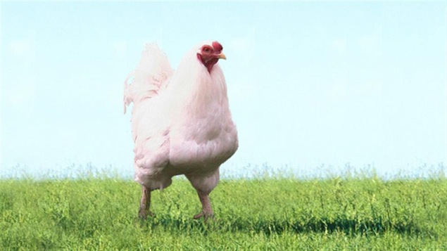 La volaille chantecler