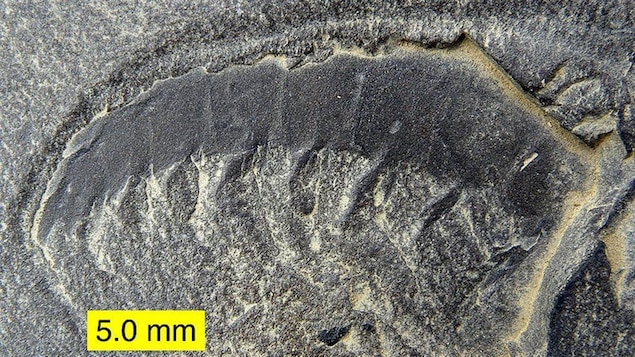 Un fossile découvert dans les schistes de Burgess