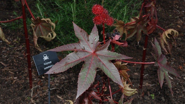 Le ricin commun, une plante toxique