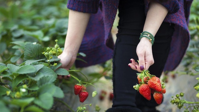 La cueillette des fraises