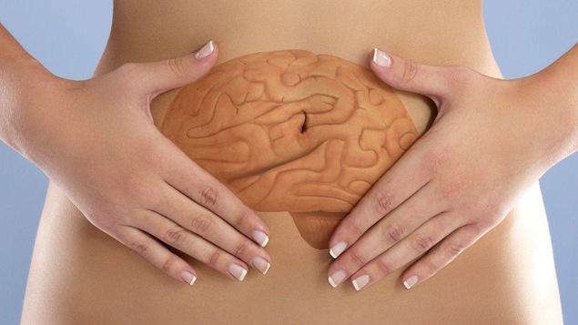 Les chercheurs appellent le microbiote, « nouvel organe » ou encore « deuxième cerveau ».