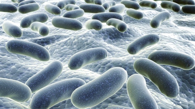 Les scientifiques comprennent de mieux en mieux le rôle de la flore intestinale.