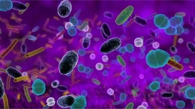 Le microbiote est constitué d'un ensemble de micro-organismes tels que des bactéries ou des champignons.