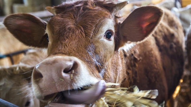 La première insémination d'une vache peut marquer un homme comme Marc Laurendeau.