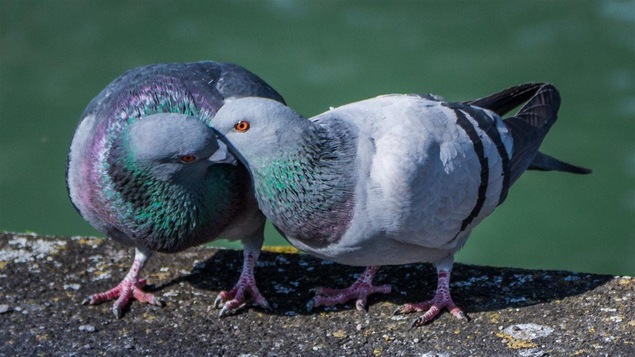 Deux pigeons qui ont la fièvre du printemps.