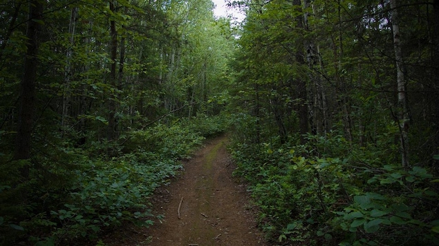 Un sentier dans les bois