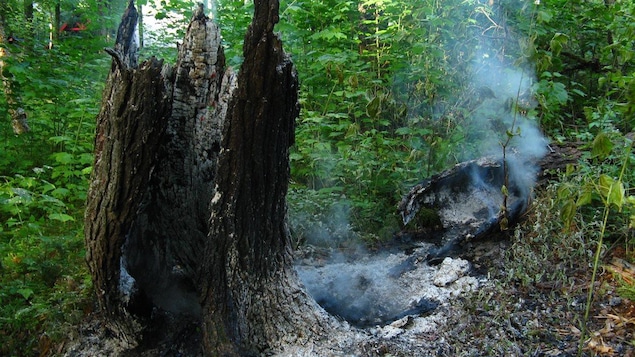 Un arbre tombé suite à un feu de forêt