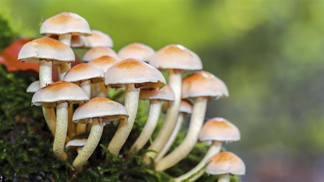 Les champignons du Québec valent la peine d'être découverts.
