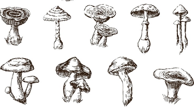 Les champignons ont de tout temps été consommés par les hommes.