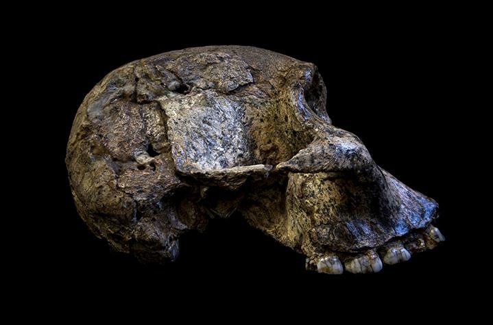 Le crâne d'un Australopithecus africanus. Le crâne d'un Australopithecus africanus.