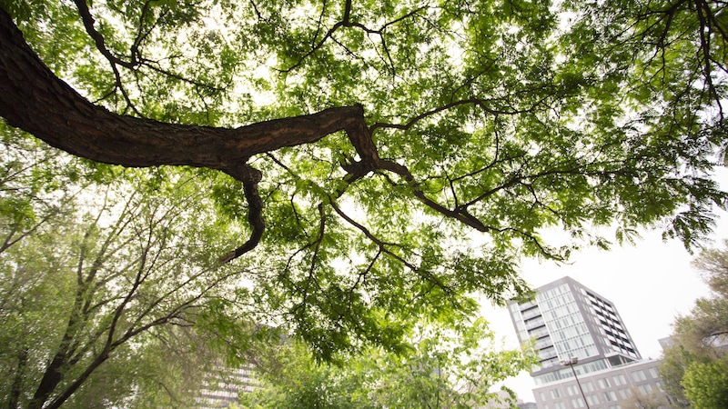 Vue en contre-plongée de la cime d’un arbre mature, à Montréal.