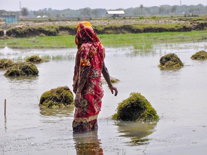 Une femme se tient debout dans un bassin de crevettes. Elle nettoie l’étendue d’eau.