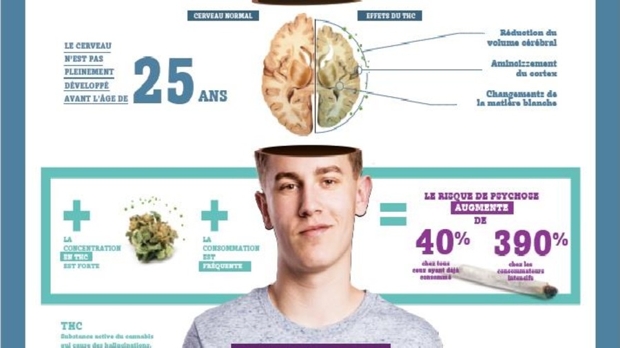L'affiche de l'AMPQ sur les effets du cannabis sur le cerveau L'affiche de l'AMPQ sur les effets du cannabis sur le cerveau